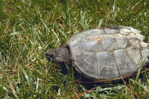 Common snapping turtle - Invasive Species Council of British Columbia