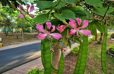 health benefits of kachnar tree in hindi | अगर पता चल जाए इस फूल के ...