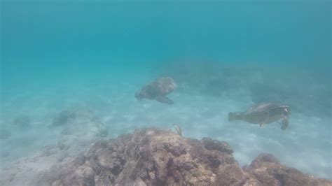 Hapuna Beach Big Island Snorkeling - YouTube