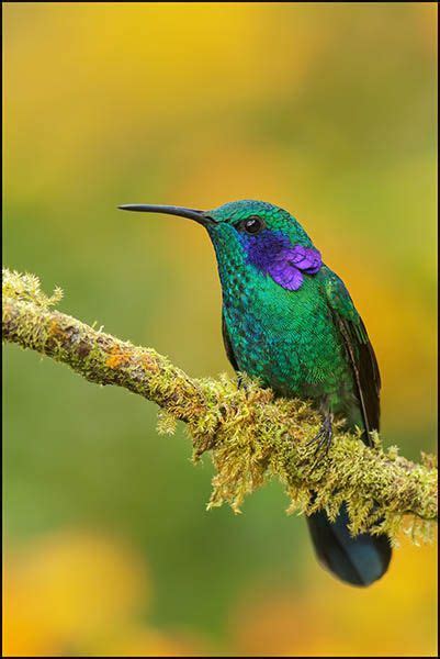 Hummingbirds of the World Gallery | Hummingbird pictures, Beautiful ...