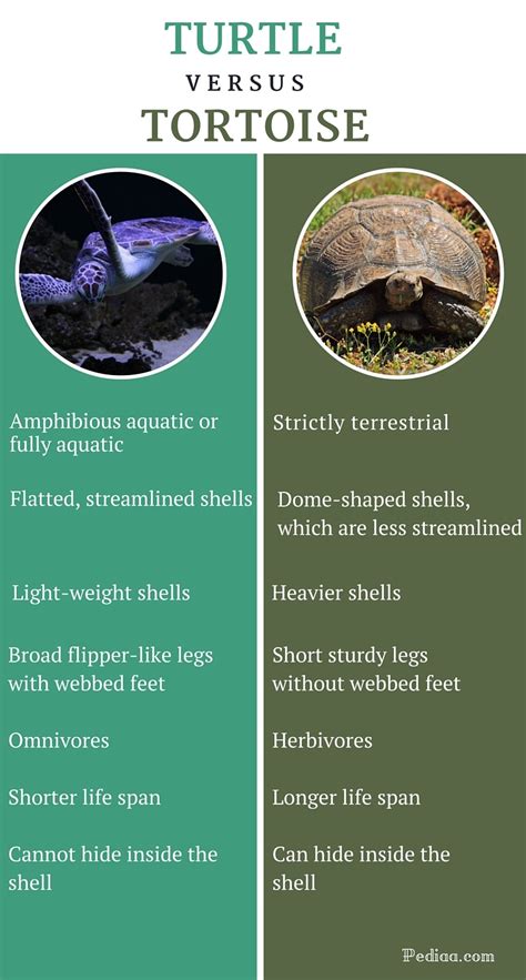 Difference Between Turtle and Tortoise