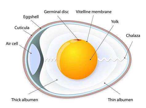 Anatomy Of An Egg | Bird Reproduction | Bird Spot