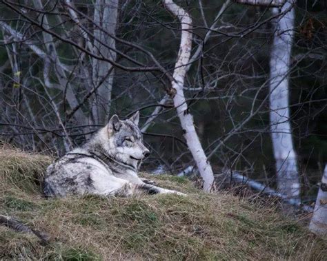 Eurasian wolf– Facts, Size, Habitat, Pictures