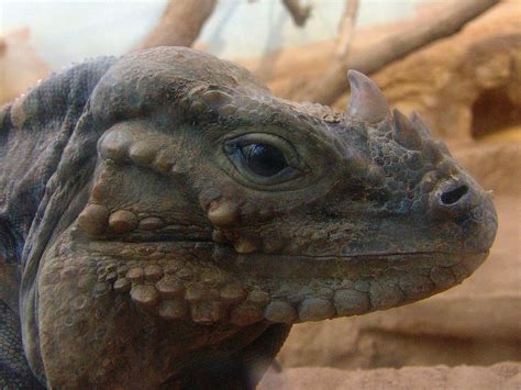 Rhinoceros Iguanas: the Modern Day Triceratops! | Featured Creature | Cute reptiles, Weird ...