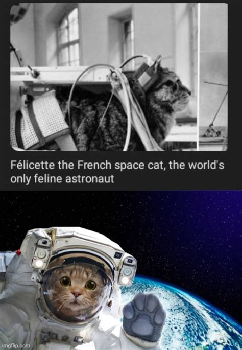 Félicette feline astronaut - Imgflip