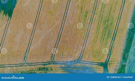 Drone Flight and Aerial View Over a Corn Field Stock Image - Image of agriculture, green: 123836743