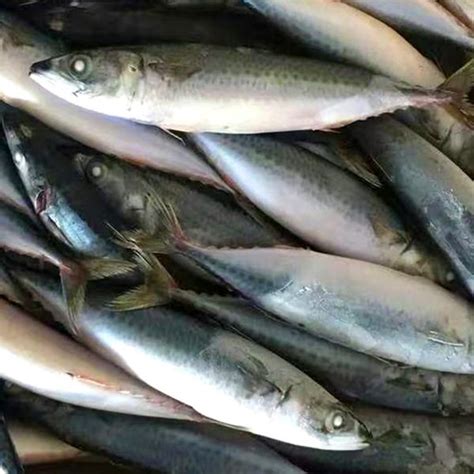 Mackerel Scad | Mackay Fish Market