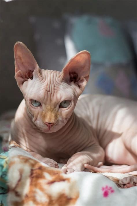 3. Sphynx - 9 Exotic Cat Breeds You May Have Never Seen Before