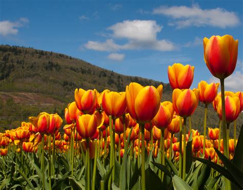 Abbotsford Tulip Festival | MONTECRISTO