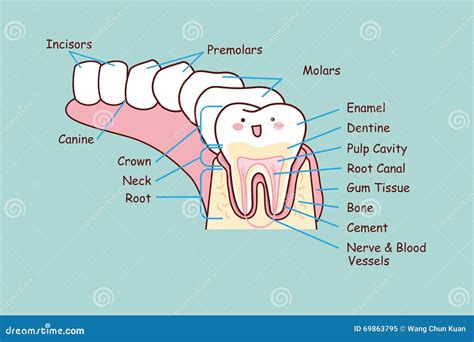 Dental Anatomy - First Maxillary Molar Tooth. Medically Accurate Dental Illustration ...