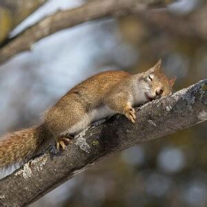 American Red Squirrel - Facts, Diet, Habitat & Pictures on Animalia.bio