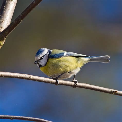 Blue Tit Bird Branch - Free photo on Pixabay - Pixabay