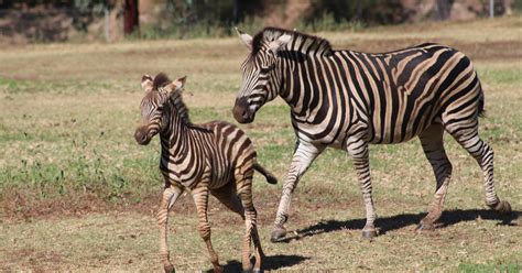 Second Zebra foal born at the Zoo | Taronga Conservation Society Australia