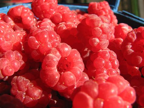 Free Images : raspberry, fruit, berry, flower, summer, bush, food, red, produce, garden ...