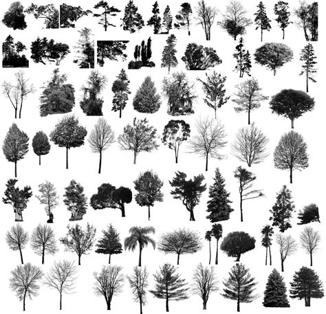 Tree Brushes Photoshop Free 500 Very Useful Tree Phot - vrogue.co