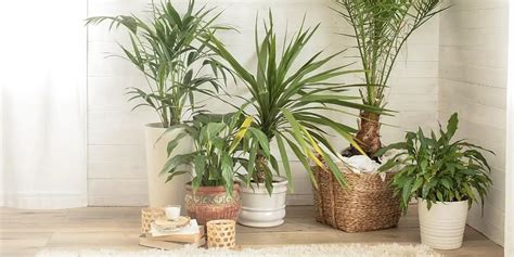 Create a Boho Aesthetic With Houseplants - The Leafy Little Home