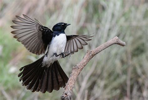 ヨコフリオウギビタキ (横振扇鶲) Willie Wagtail, Willy wagtail (Rhipidura leucophrys ...