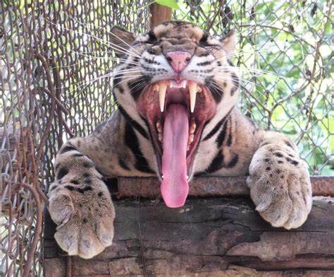 The clouded leopard has the longest upper canine teeth for its skull size of any modern-day ...