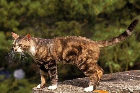 10 Most Popular Brown Cat Breeds - Cats.com