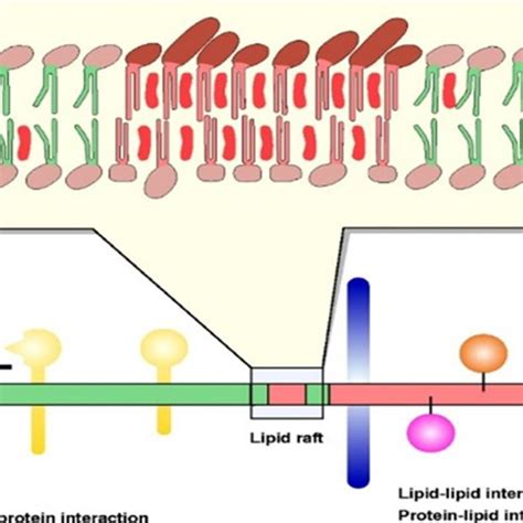 Model of lipid-raft structure and function in biological membranes. (A ...