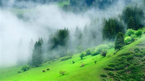 Green Forest Mountain With Mist During Morning Time 4K HD Nature ...