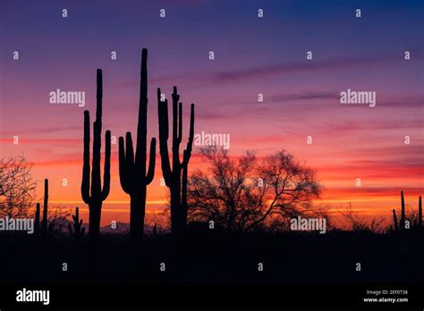 Colorful Arizona sunset and scenic Sonoran Desert landscape with Saguaro cactus silhouette near ...