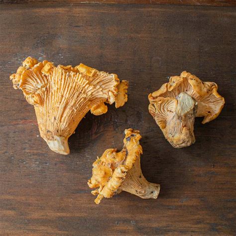 The California Chanterelle: Cantharellus californicus