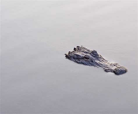 gator Free Photo Download | FreeImages