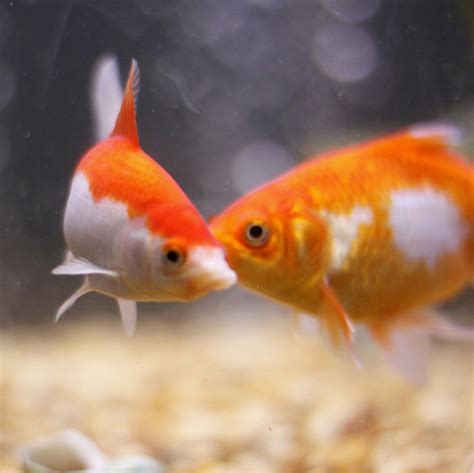 50+ Creative Goldfish Names From Blaze to Twinkie - PetHelpful