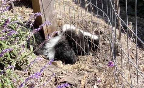 Wildlife Emergency Services blog: Another skunk stuck in a fence...