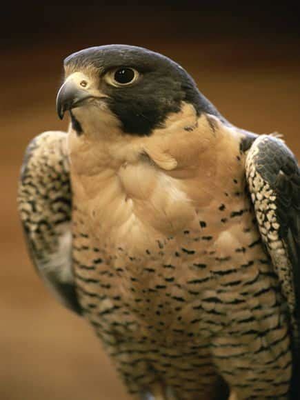 Peregrine Falcon: Species & Overview | SchoolWorkHelper