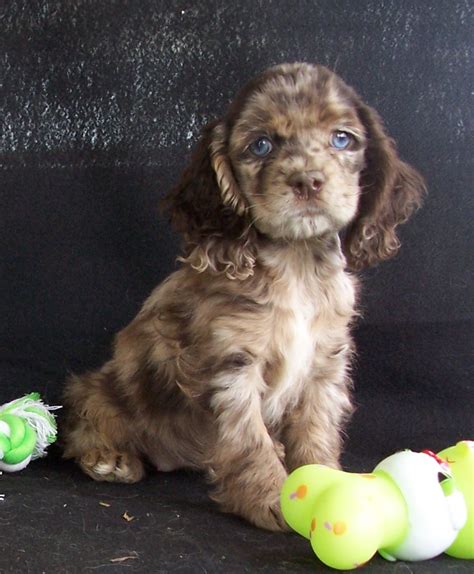 Chihuahua Poodle Mix Puppies Picture - Dog Breeders Guide