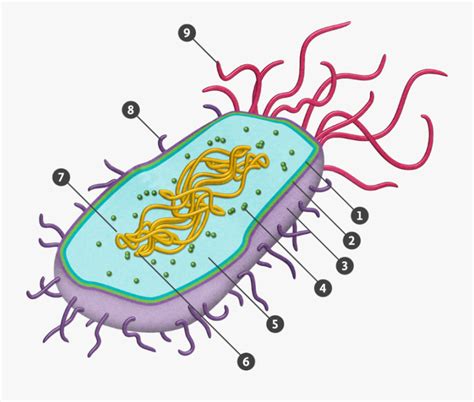 Transparent Prokaryote Png Download - Prokaryotic Cell Diagram Unlabeled , Free Transparent ...