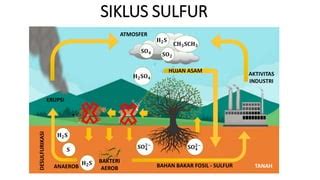 Daur Belerang (Siklus Sulfur) | PPT