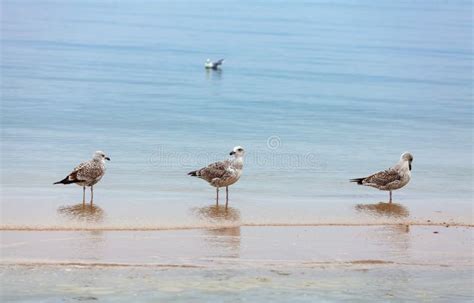 Nature Background. Birds on the Beach Stock Photo - Image of freedom, ocean: 45814828