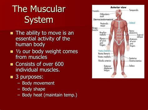 PPT - The Muscular System PowerPoint Presentation, free download - ID ...