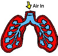 MaFer Coronel : Técnicas de terapia respiratoria