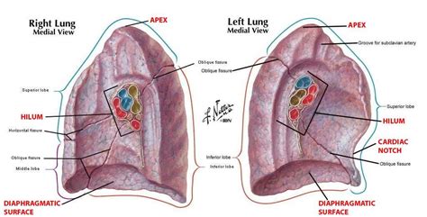 difference between root and hilum of lung - Google Search | Lung anatomy, Anatomy and physiology ...