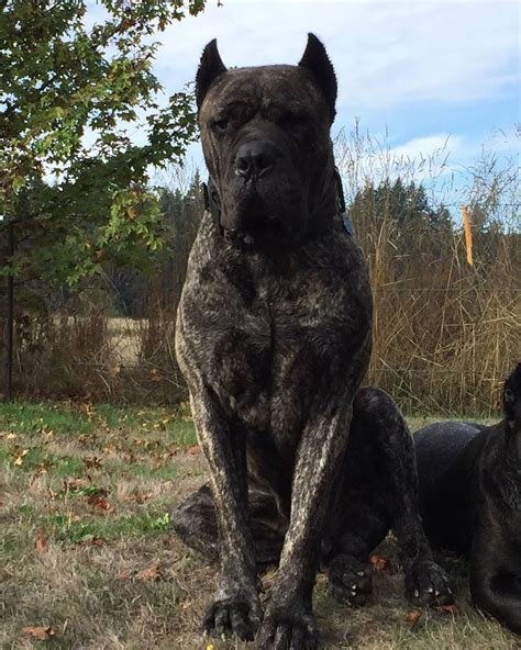 39+ Cane Corso X Boerboel Mix Photo - Bleumoonproductions