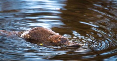 What Does The Platypus Eat? - A-Z Animals