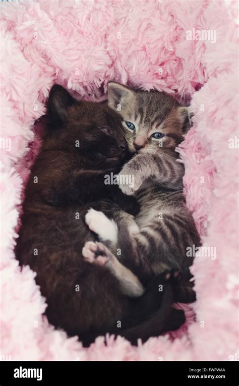 two cute kittens sleeping together Stock Photo - Alamy