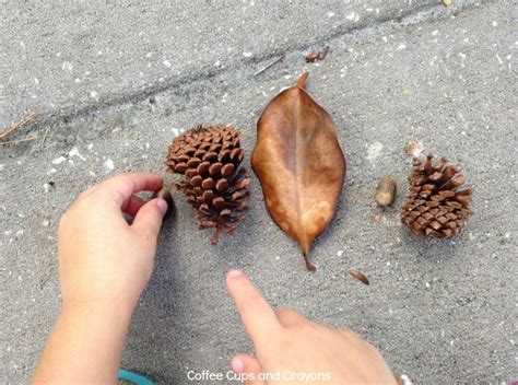 Math Patterns in Nature | Coffee Cups and Crayons