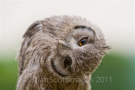 Baby Scops Owl | How cute is this little owl? Added to theCr… | Flickr