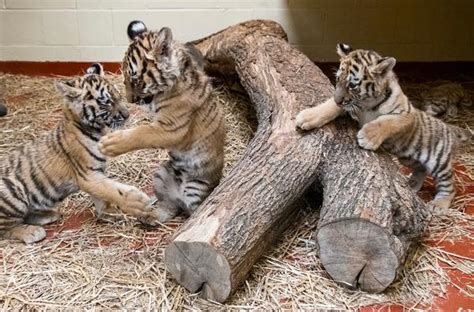 You Can Finally See the Baby Tigers at the Cleveland Zoo! | CoolCleveland