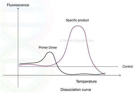 "Primer Dimer": Zones DNA amplification by pairing with foe