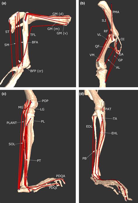 Gastrocnemius Muscle Mouse