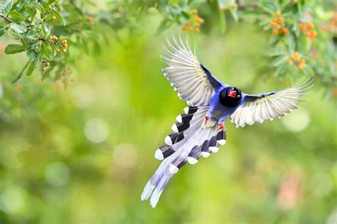 Taiwan Blue Magpie / Taiwan Blue Magpie - Photograph Happy Flying by ...