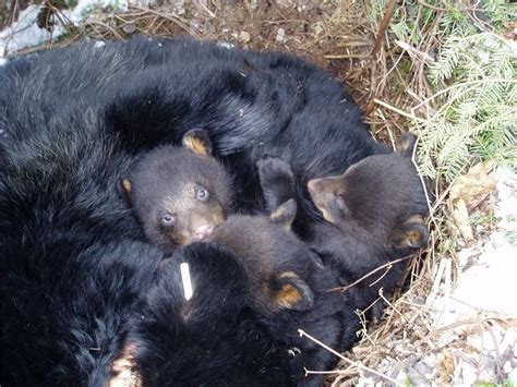 Fast asleep to wide awake: Hibernating bears, predation and pregnancy ...