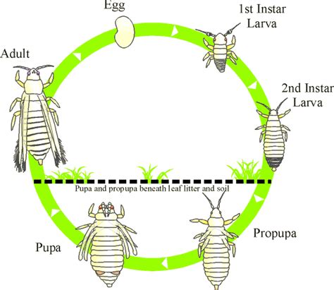 Discover Life -- Thysanoptera