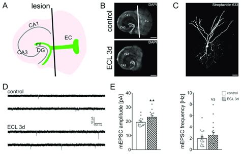 In vitro entorhinal cortex lesion induces a compensatory strengthening... | Download Scientific ...